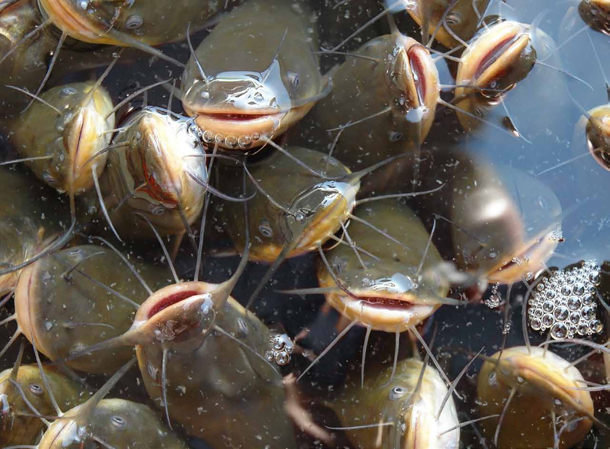 Low Oligosaccharide Soybean Meal for Channel Catfish