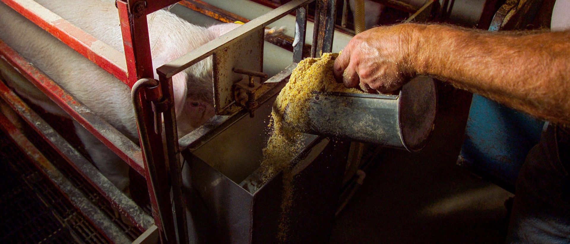 Soybean Meal Info Center - Swine Feeding on Soybeans