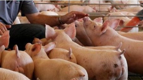 Effects of Dietary Soy Isoflavone Supplementation on Carcass Cutability and Meat Quality of Pigs Infected with Porcine Reproductive and Respiratory Virus