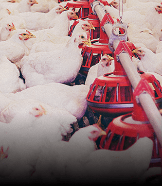 Soybean Meal Info Center - Poultry