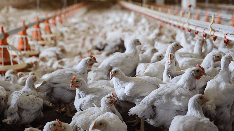 Chemical composition, protein quality, and protein digestibility and metabolizable energy content of commercial soybean meals from different origins in 21-day old broilers