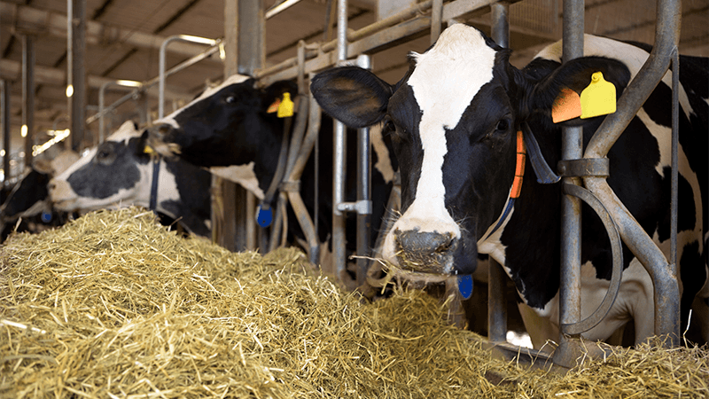 Soybean Meal Info Center - Dairy Feed Soymeal