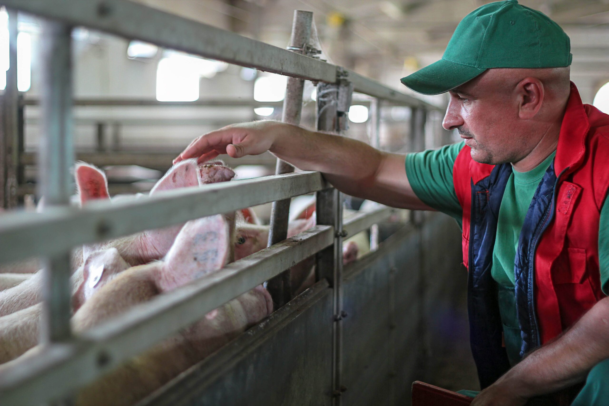 Economic Value and Environmental Impact of Soybean Meal in Poultry and Swine Diets