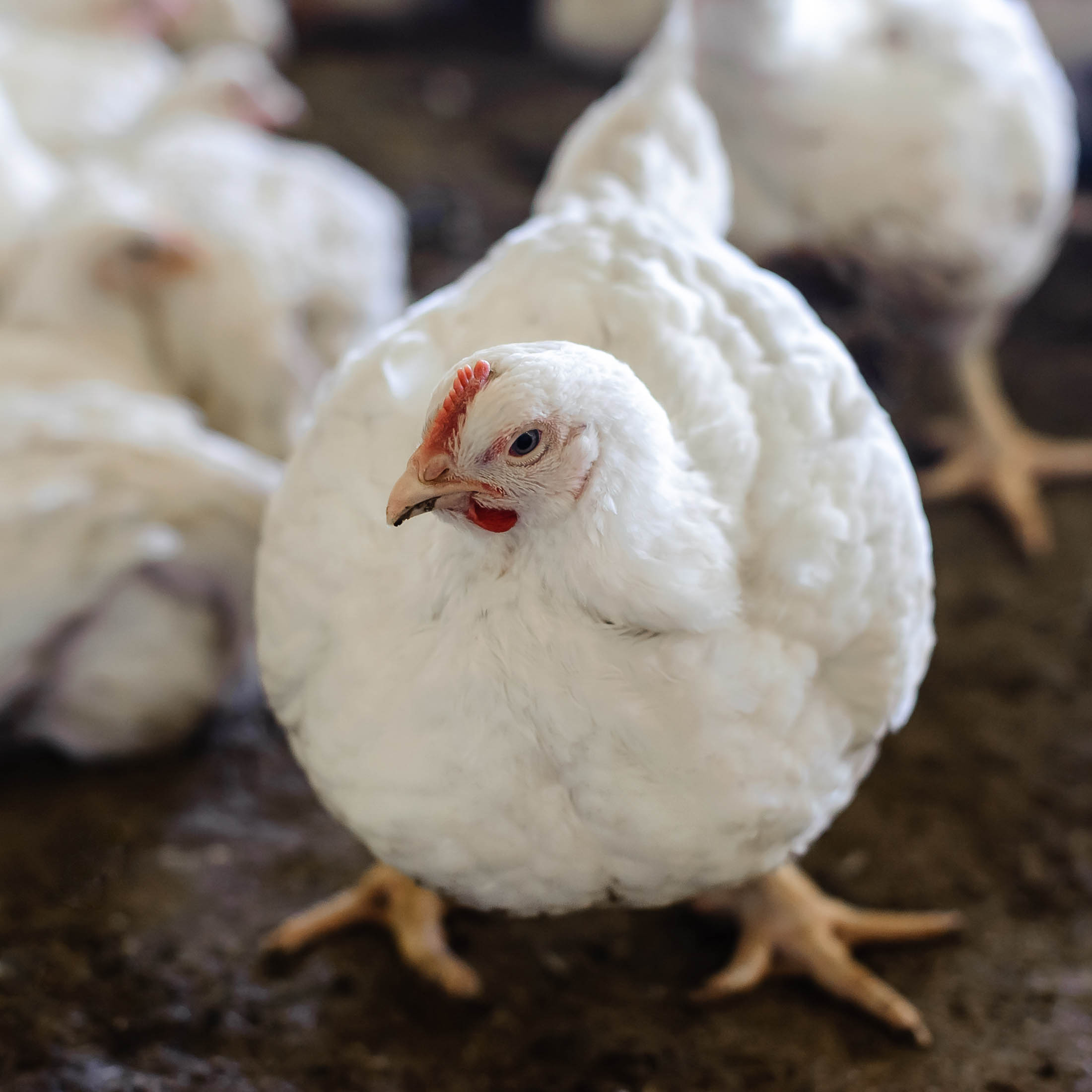 Soybean Meal Info Center - Laying Hen