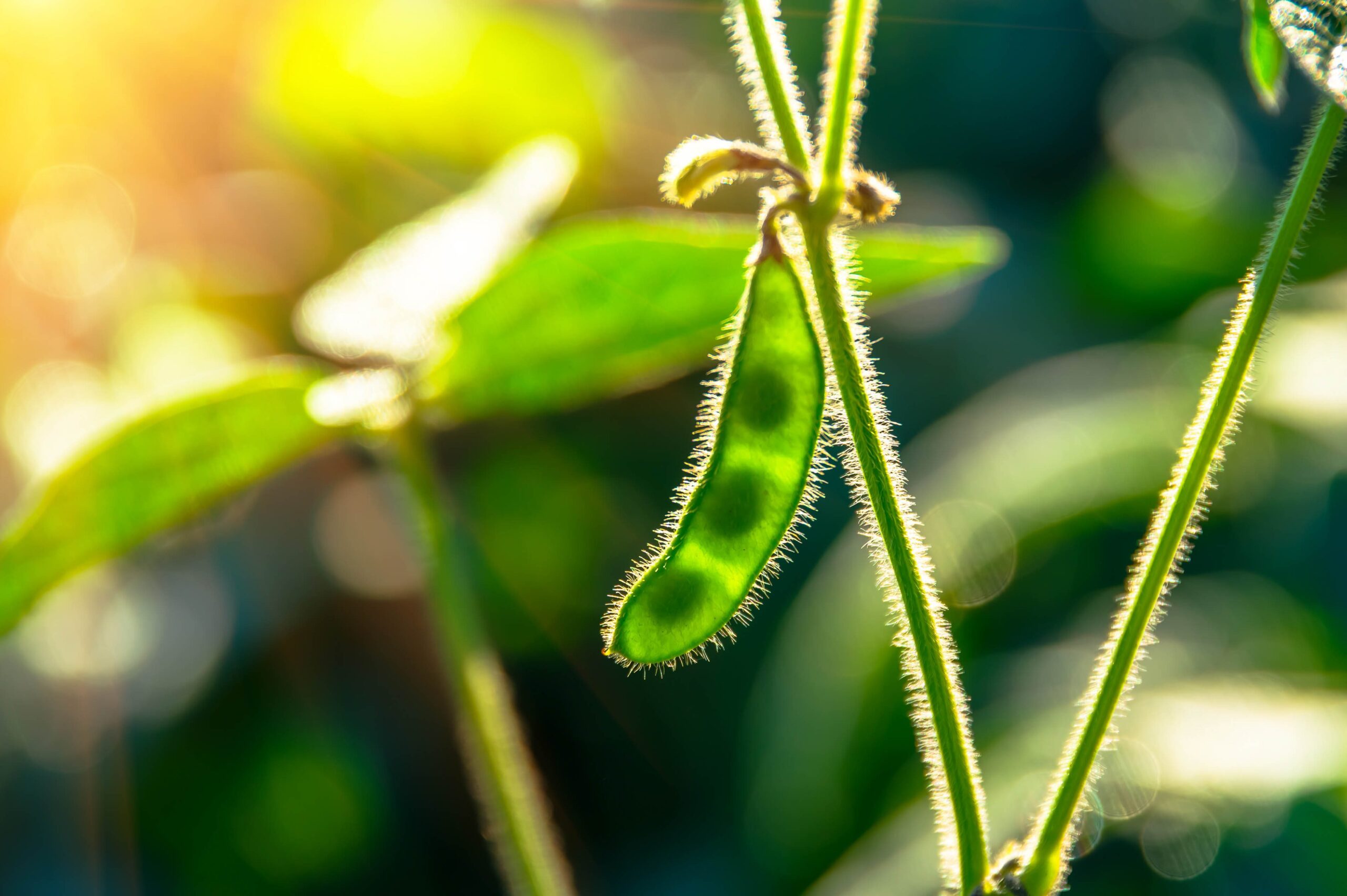 Soybean Meal Info Center - Green Growing Soybeans