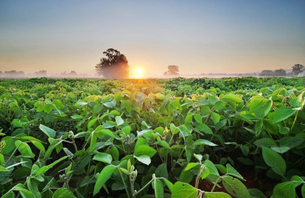 In the field: high-oleic soybeans