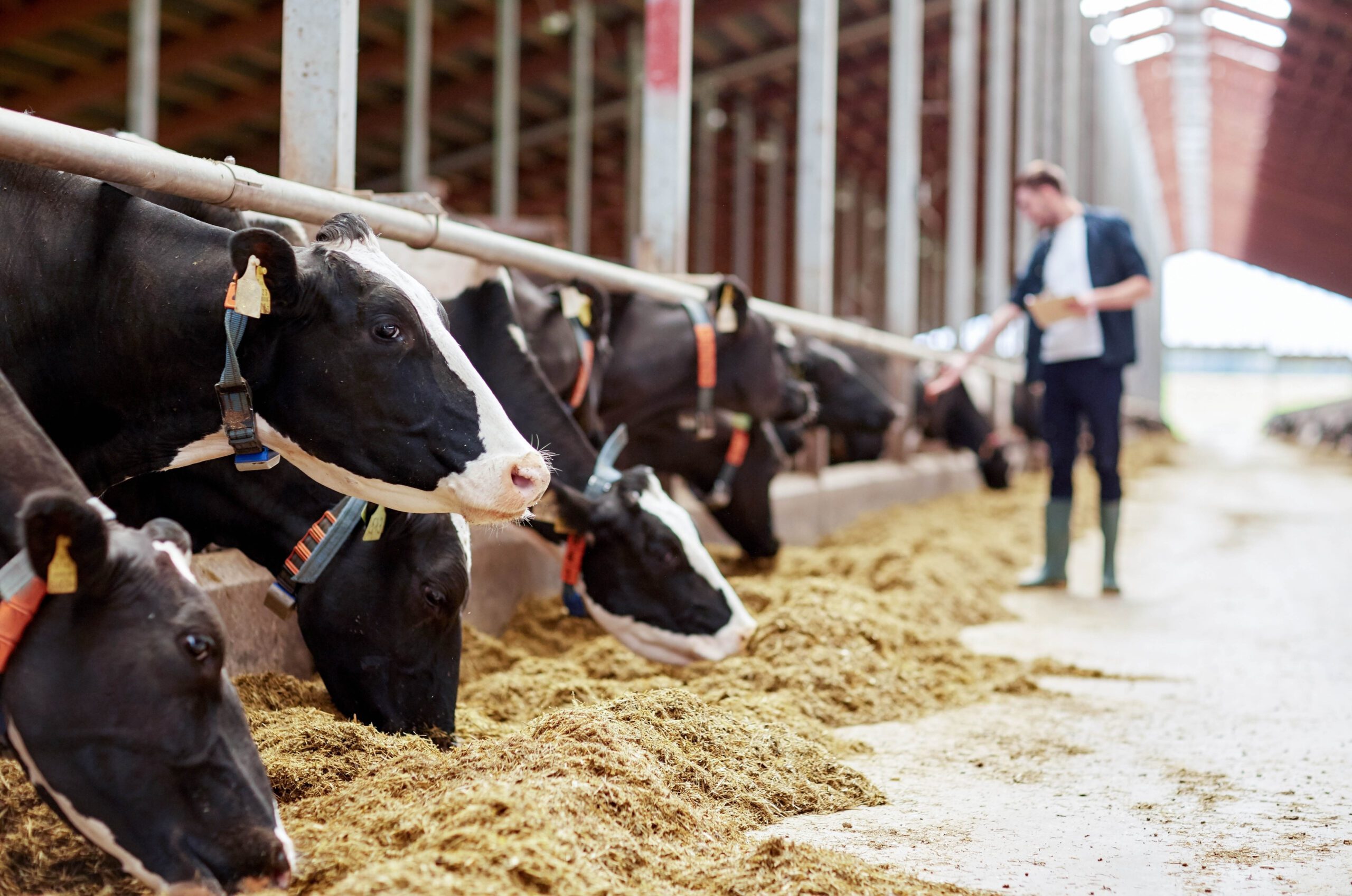 Soybean Meal Info Center - Dairy Cows Eating - Dairy Farm