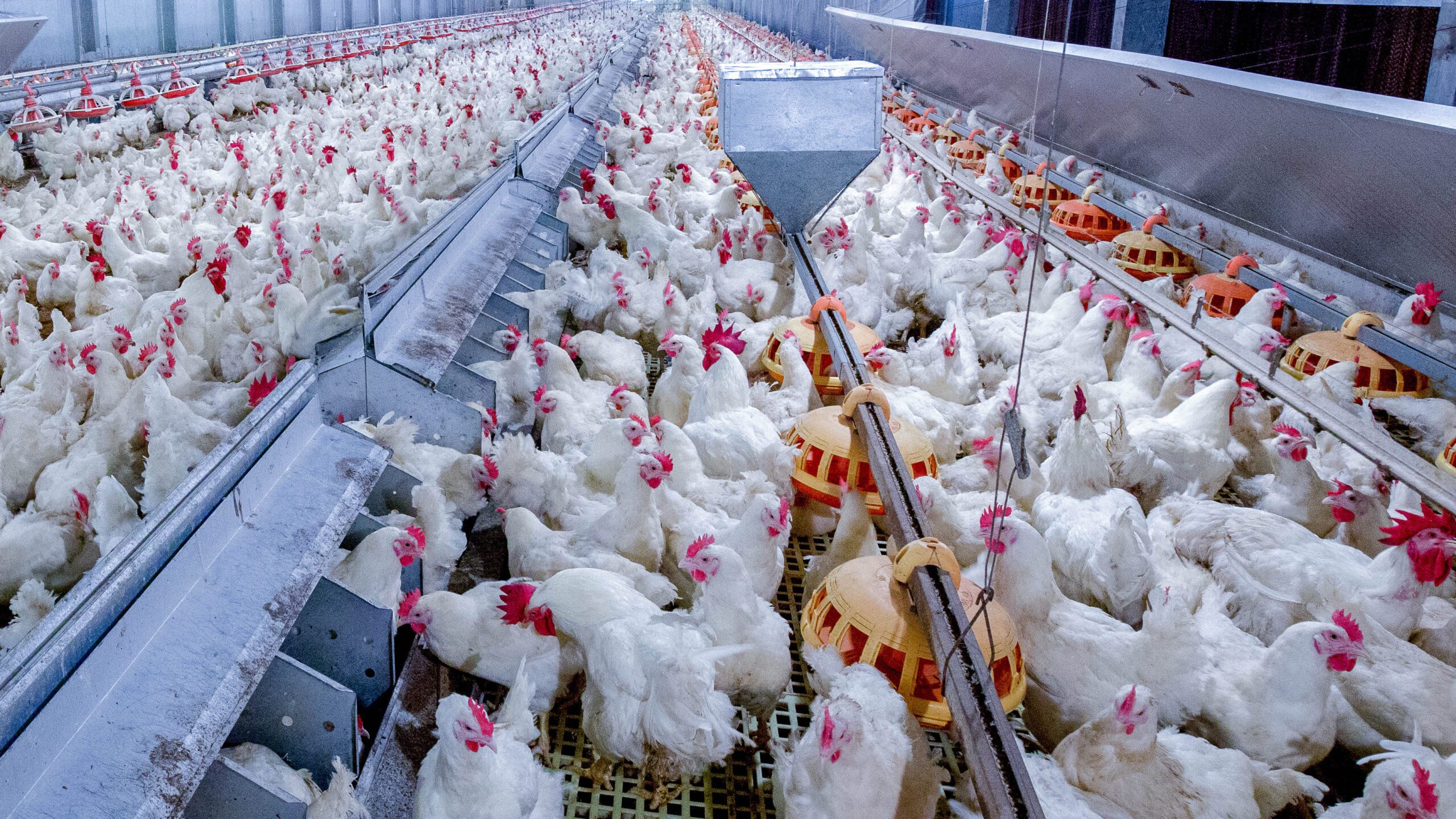 Effect of full or partial replacement of soybean meal and crude protein reduction in the grower phase on the performance of broiler chickens