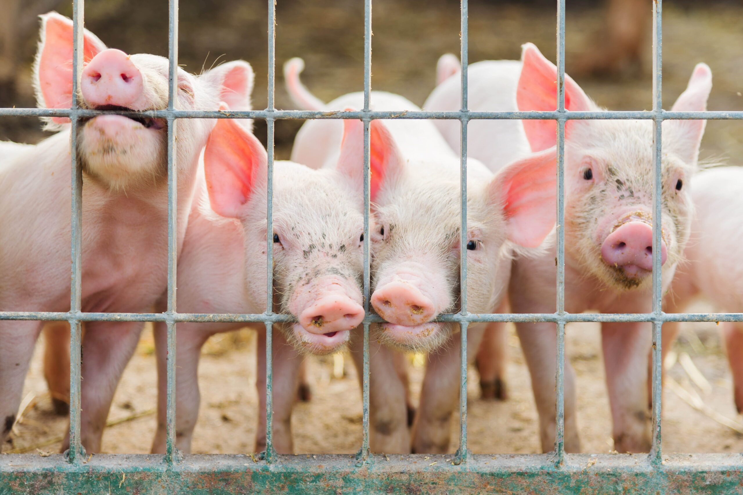 Diet protein concentration does not influence dietary net energy by group housed growing pigs offered ad libitum access to feed