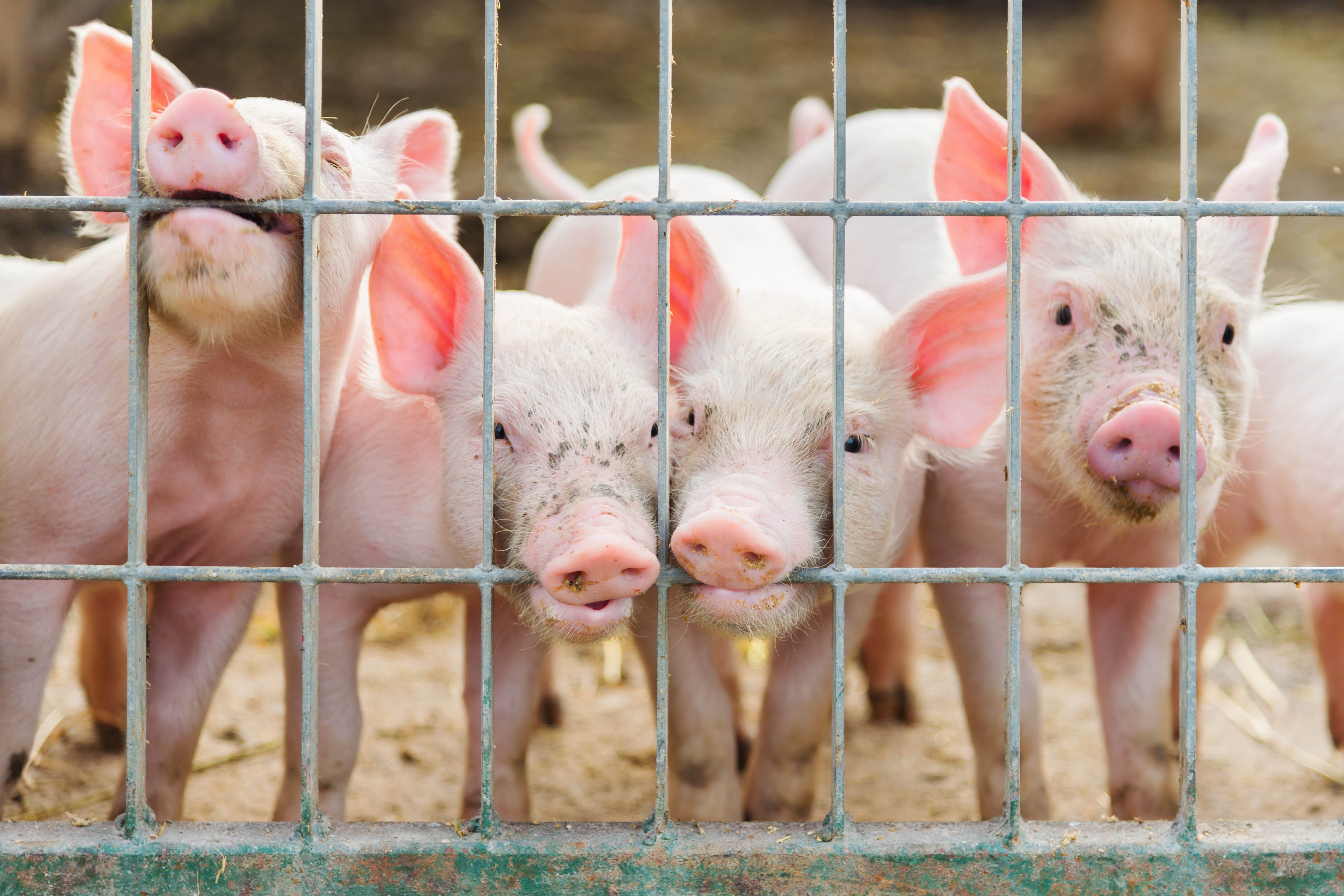 Soybean Meal Info Center - Piglets on Farm