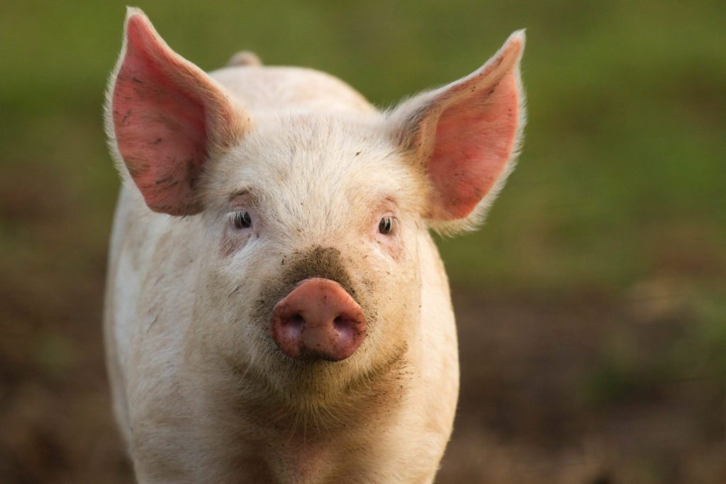 Soybean Meal Info Center - Piglets