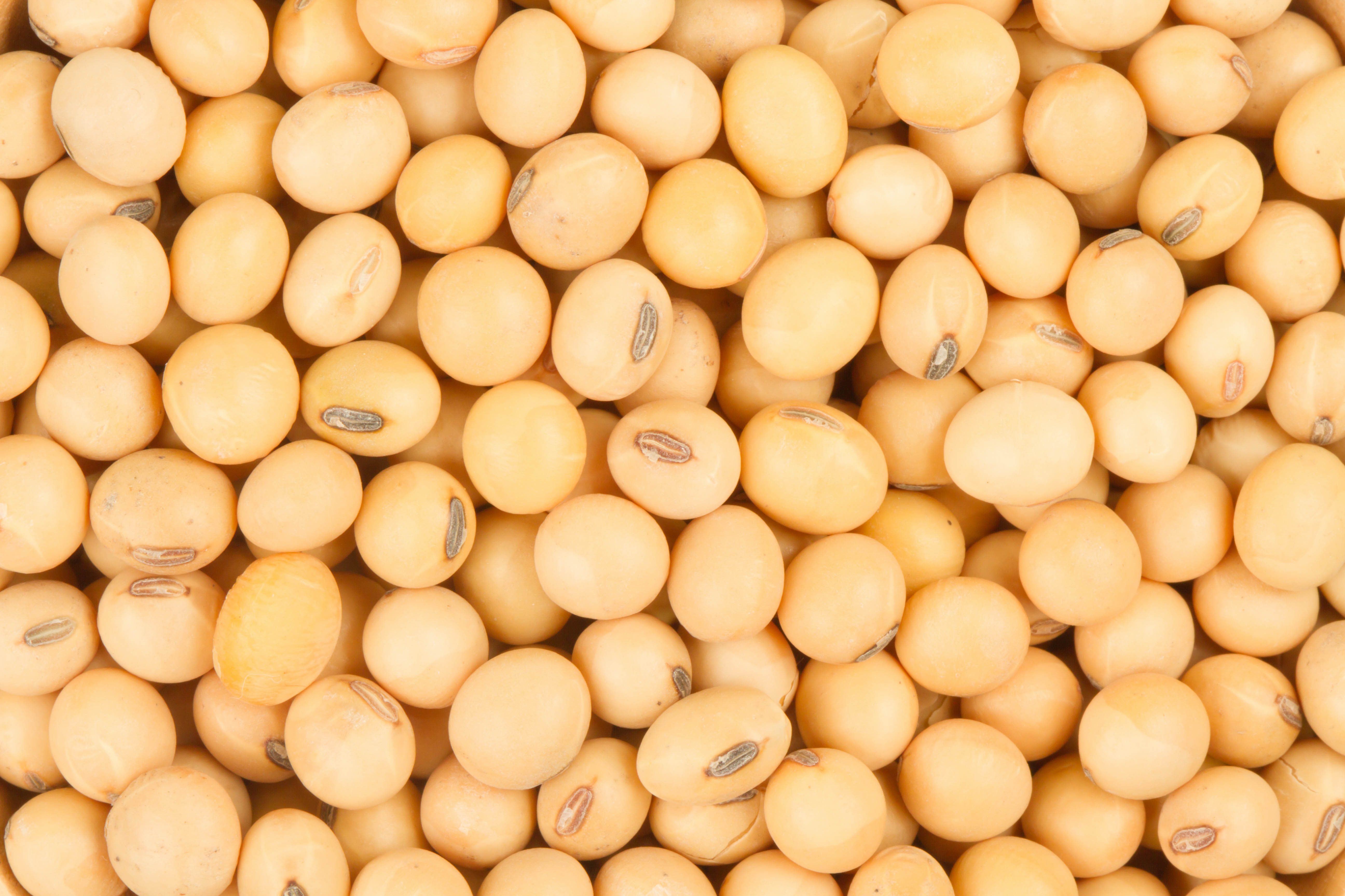 Soybean Meal Info Center - Healthy Soybean Grains