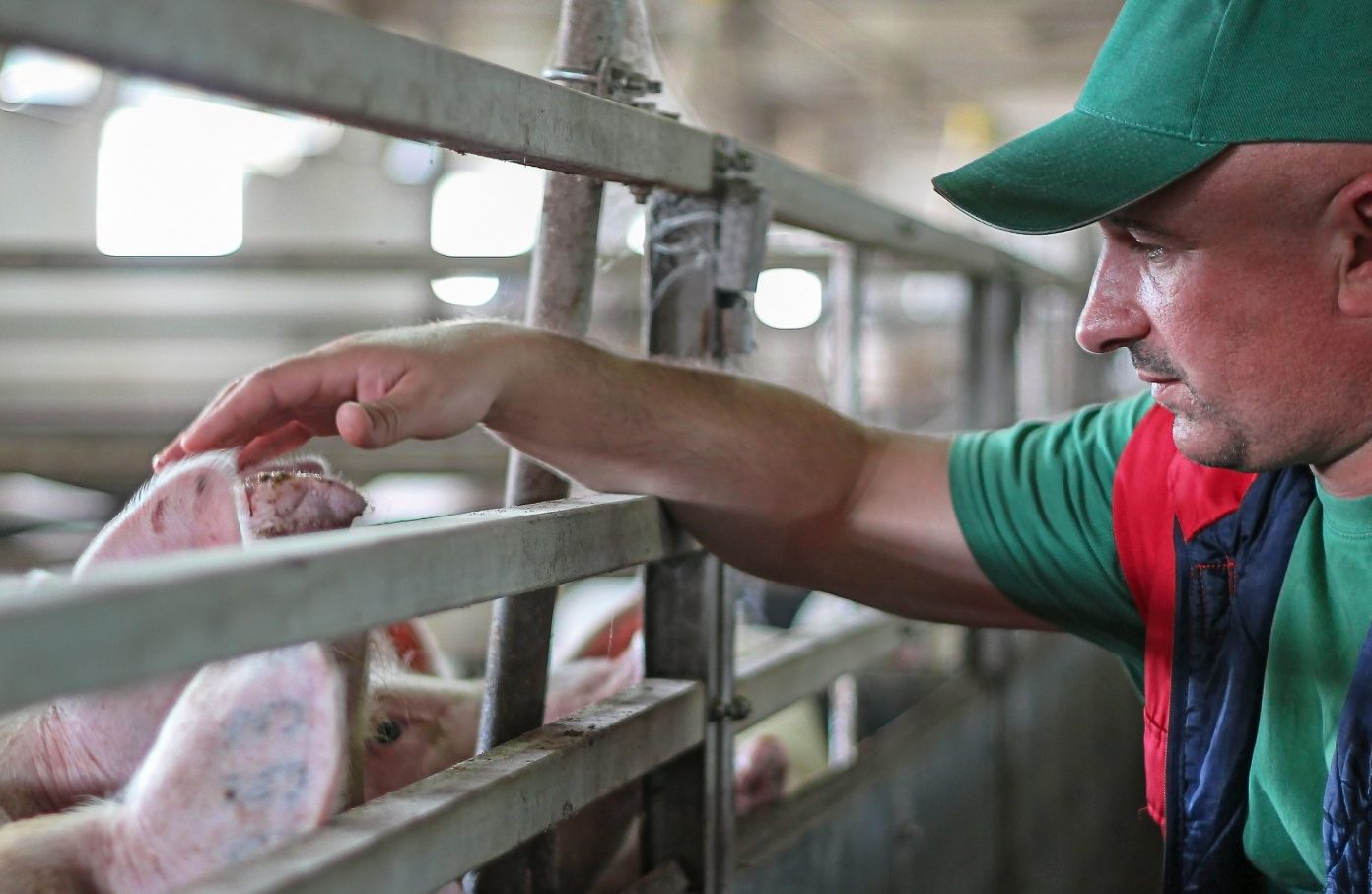 Health Effects of Soybean Meal-fed Pigs with Special Emphasis on Amino Acids Project