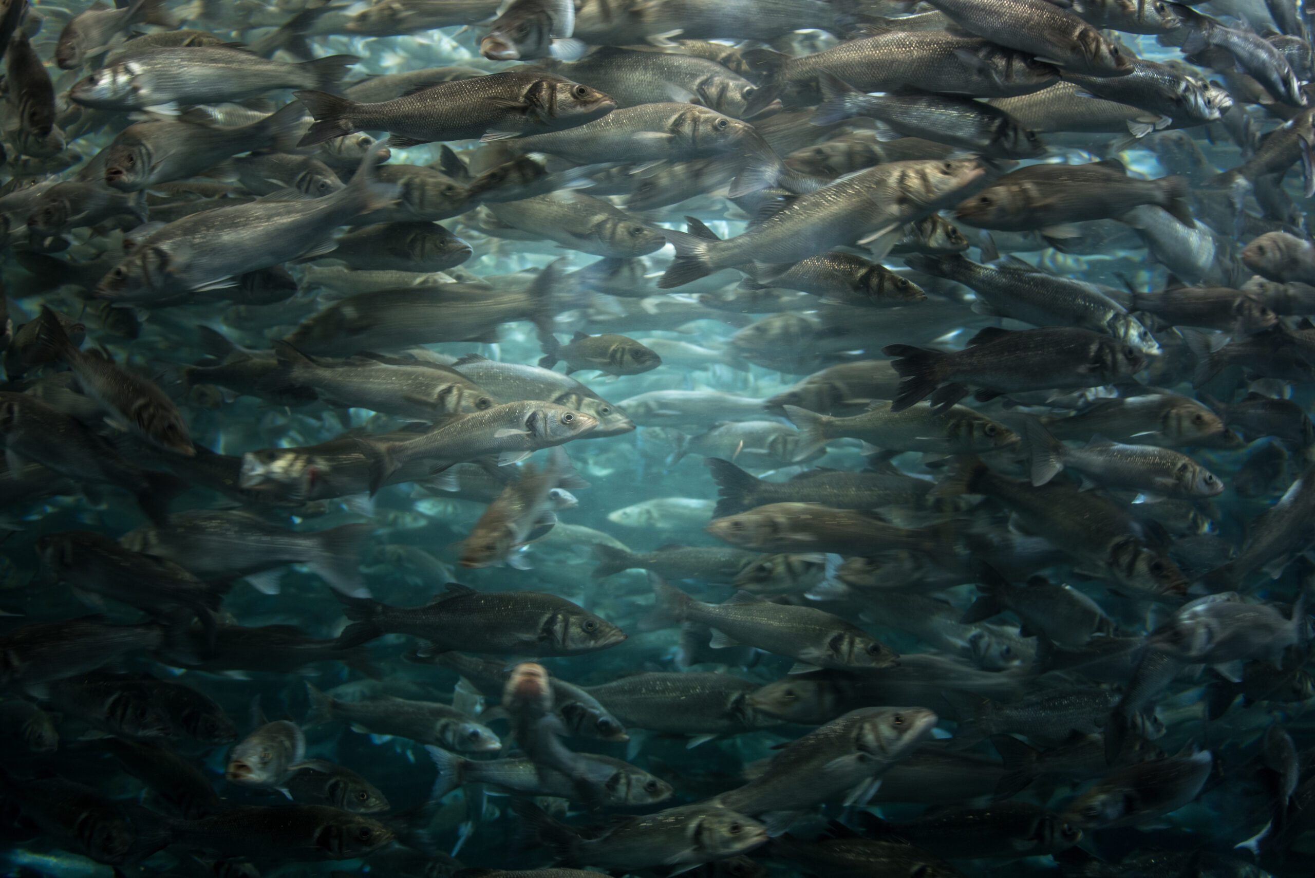 Soybean Protein Use Aquaculture