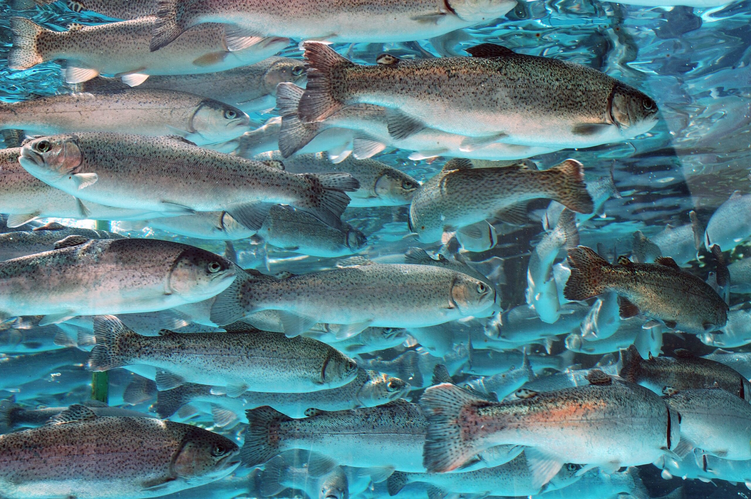 Use of Soybean Meal in the Diets of Non-Salmonid Marine Fish