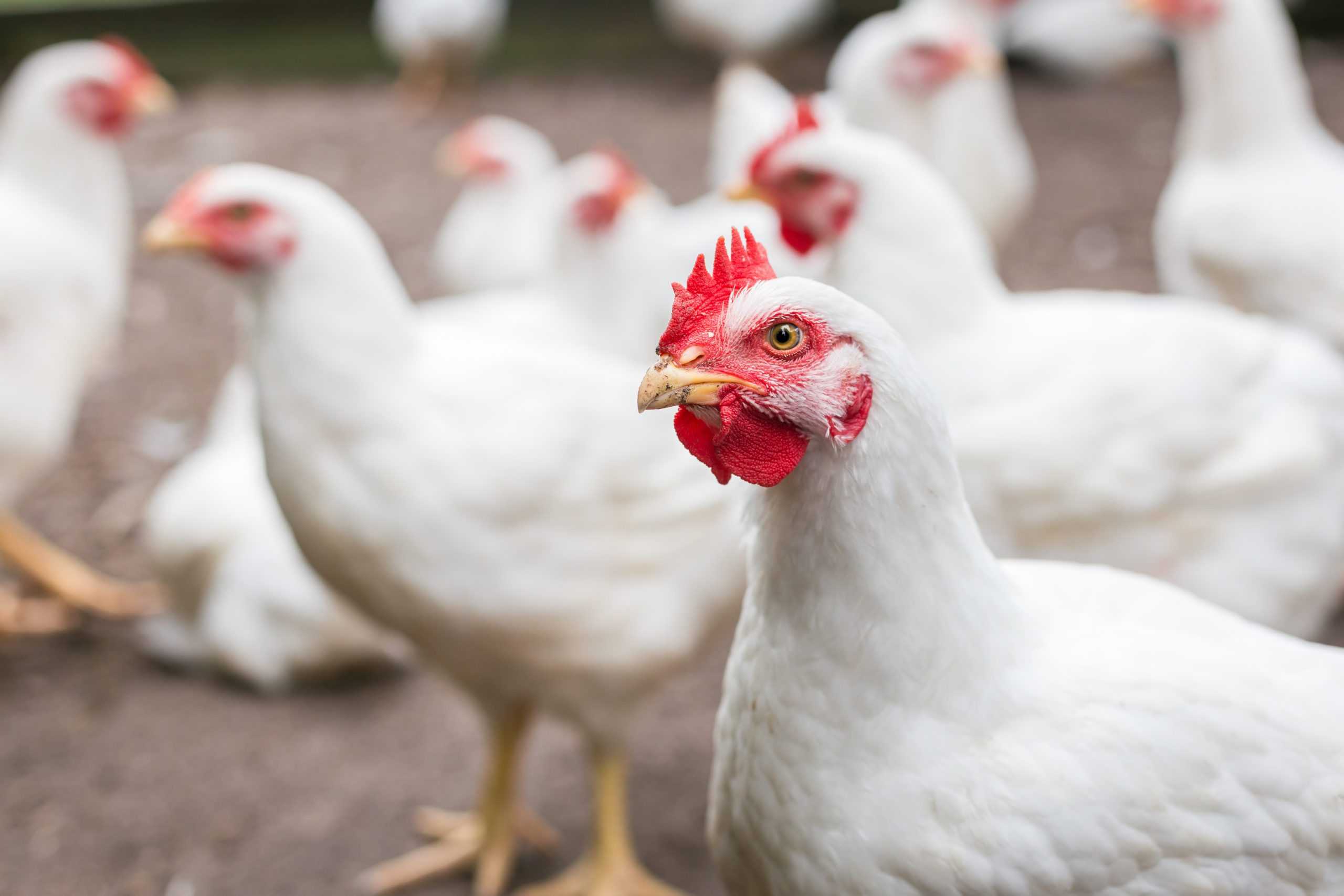 Influence of the origin of the soybeans on the metabolizable energy and ileal digestibility of the protein and amino acids of the corresponding soybean meals in broilers