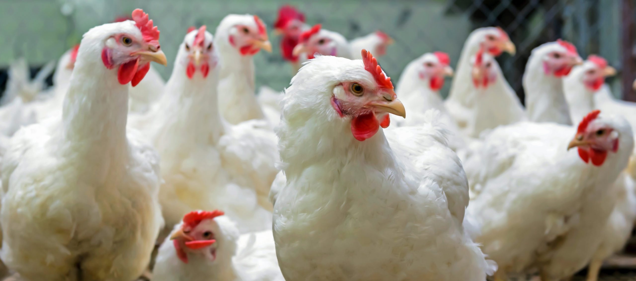 A brood of chickens.