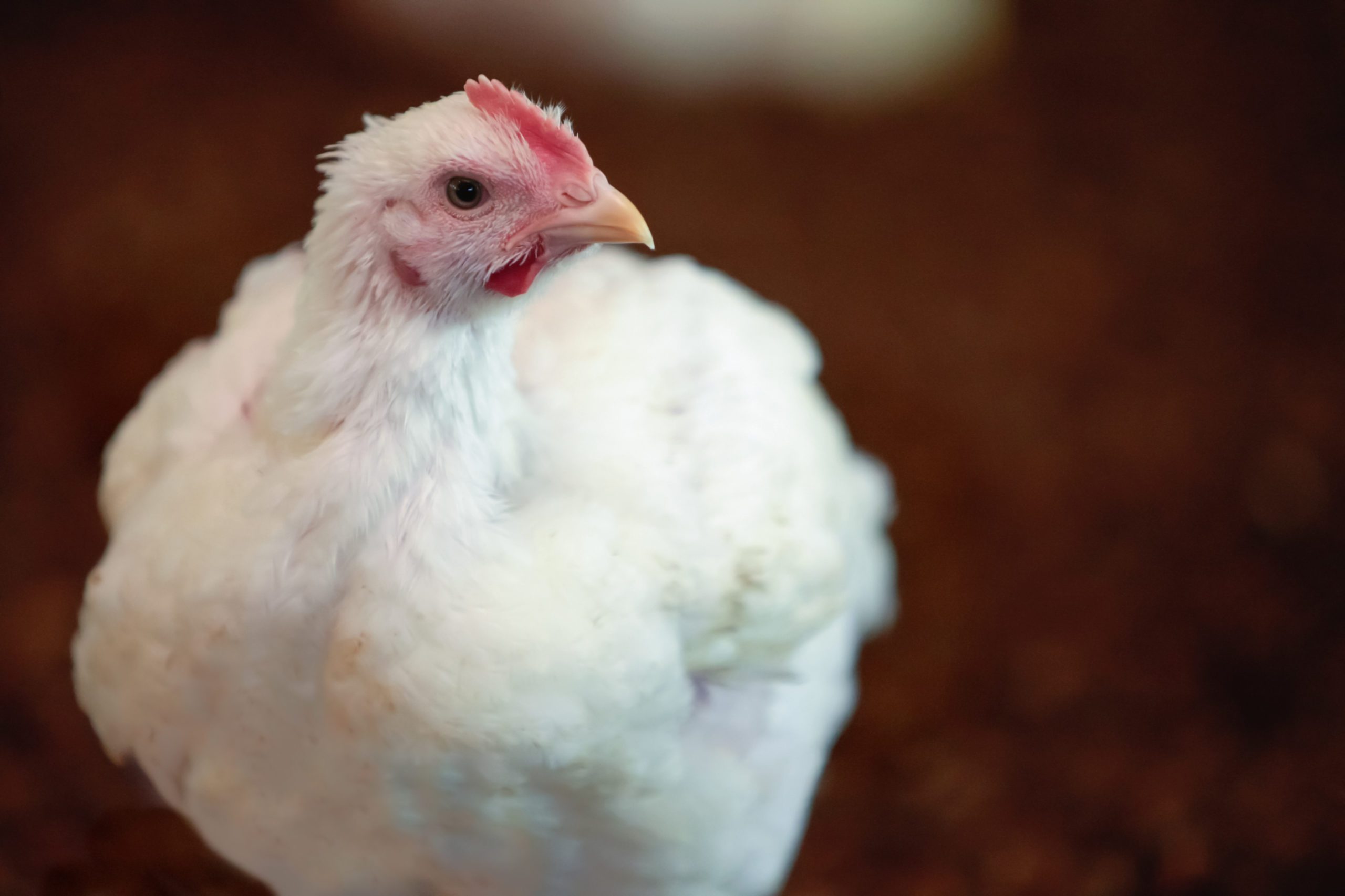 Evaluation of dietary nutrient reduction on broiler chicken growth performance, carcass characteristics, and breast meat quality defects