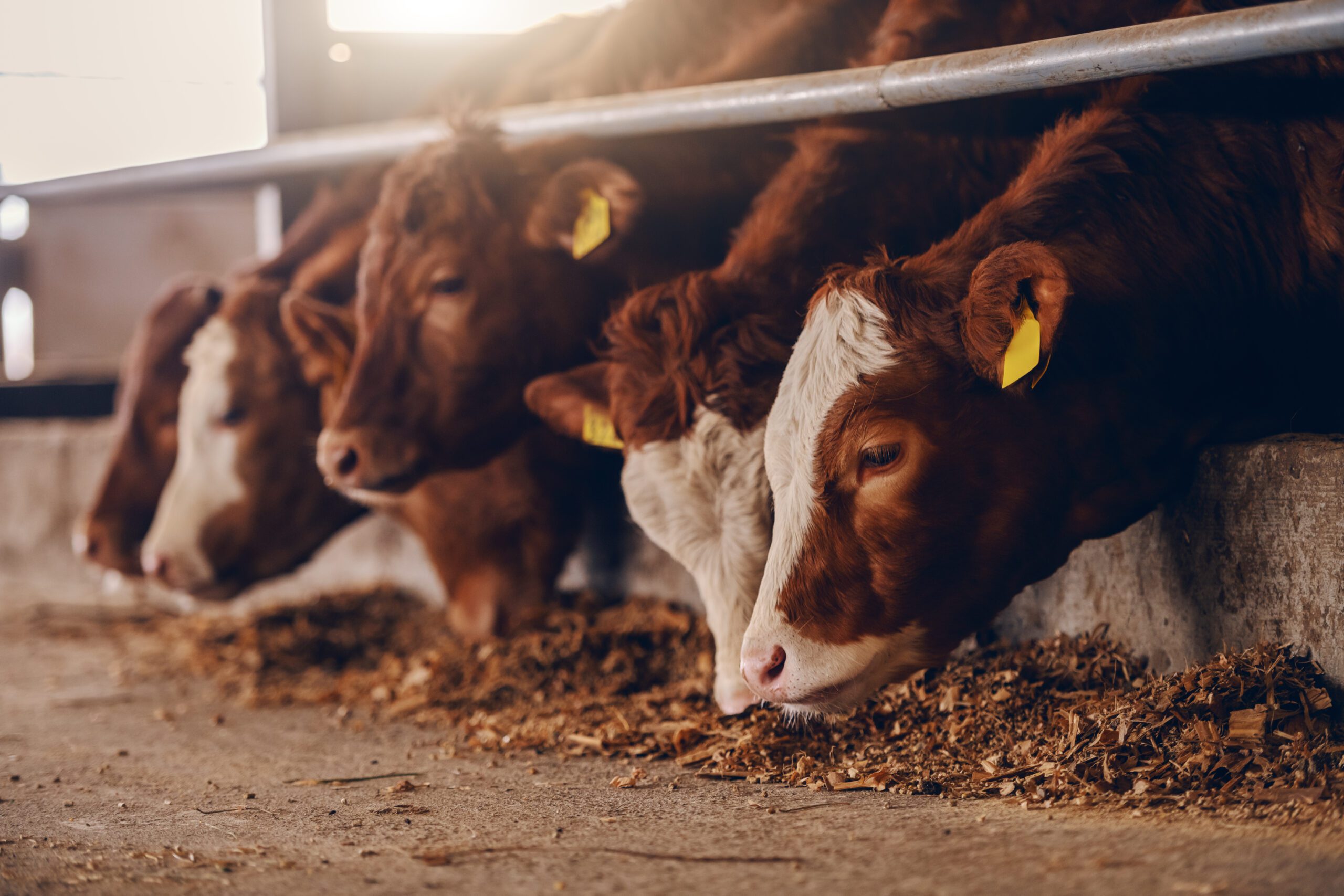 Effect of soy co-products in supplements for growing cattle on hemocytology following a lipopolysaccharide challenge