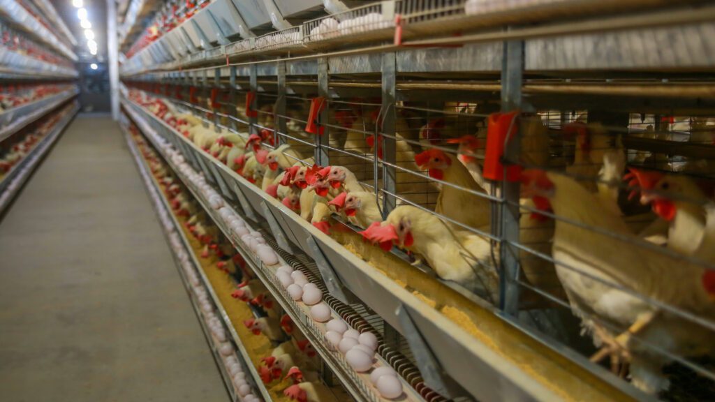 Consistency pays: The hidden value of soybean meal in layer diets