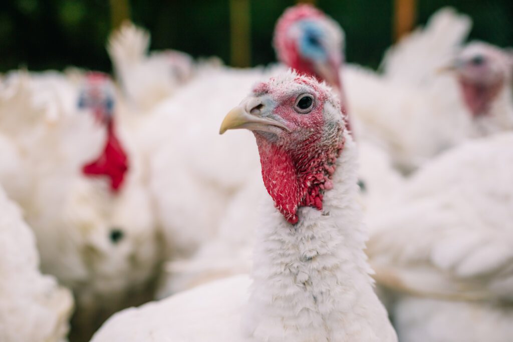 Why consistency matters in turkey nutrition