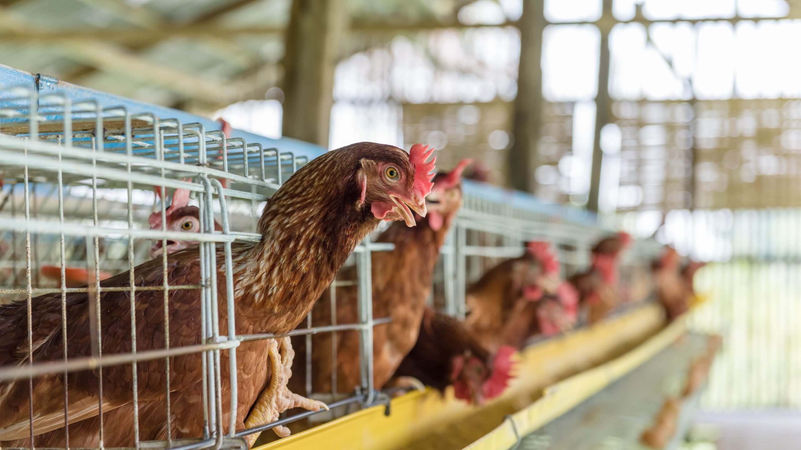 Soy in layer diets linked to improved performance