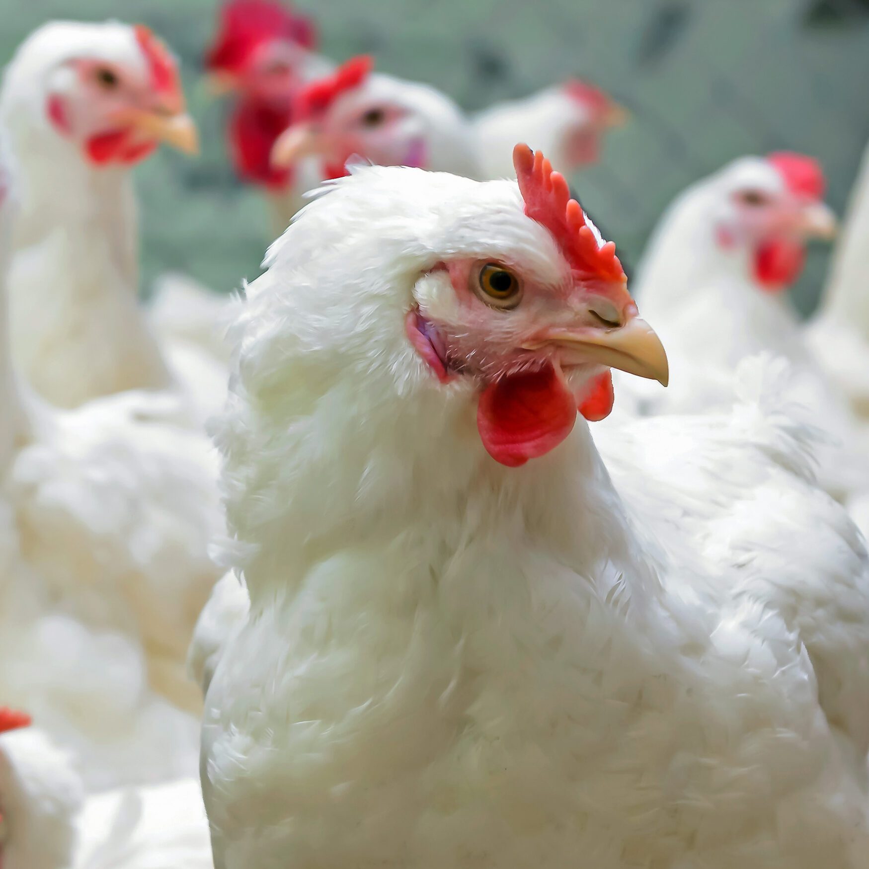 Use science, business to improve soybean meal in poultry nutrition