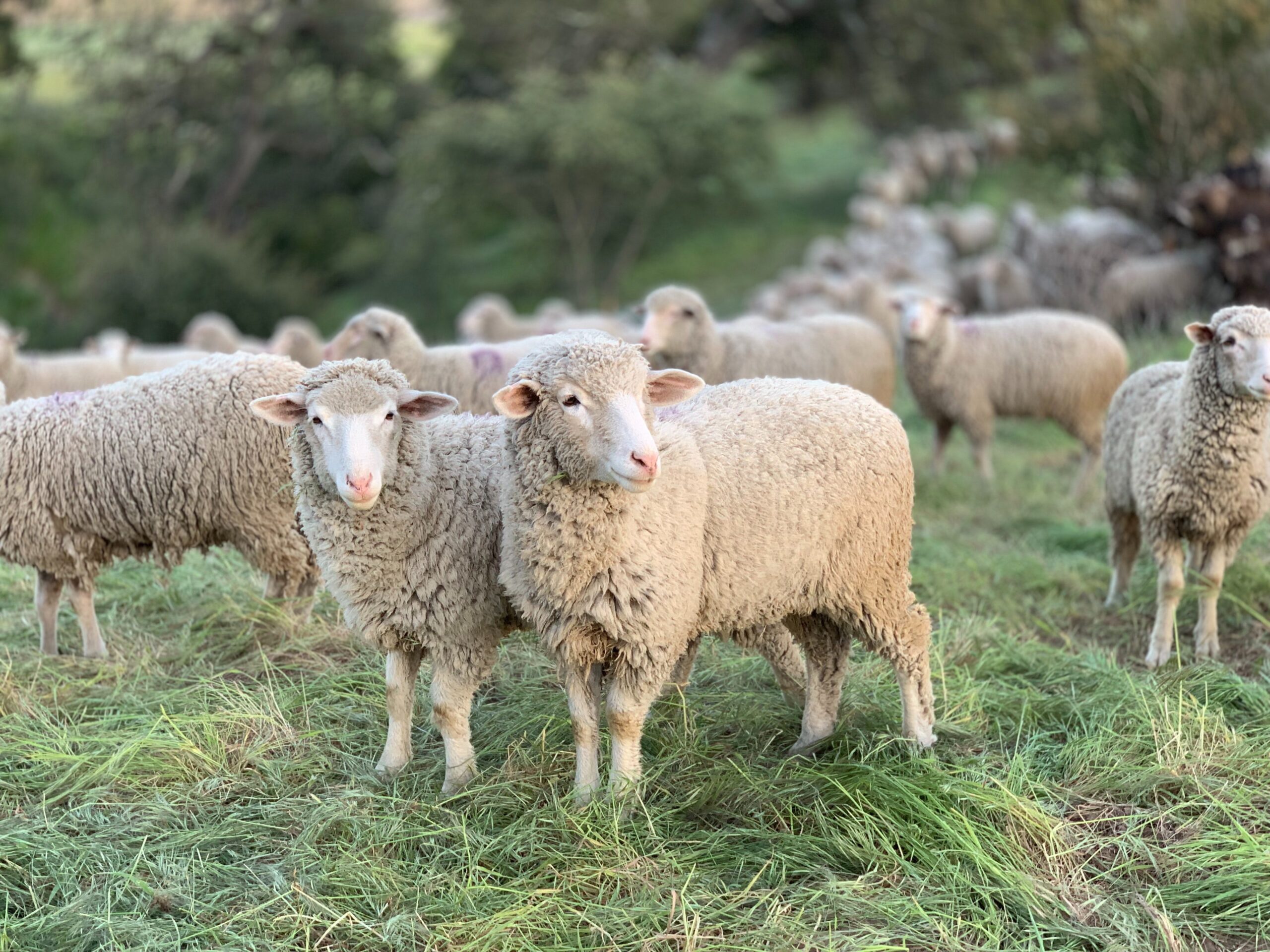 Effects of Soybean Meal Addition to Increase Crude Protein in Growing Easycare Lamb Diets