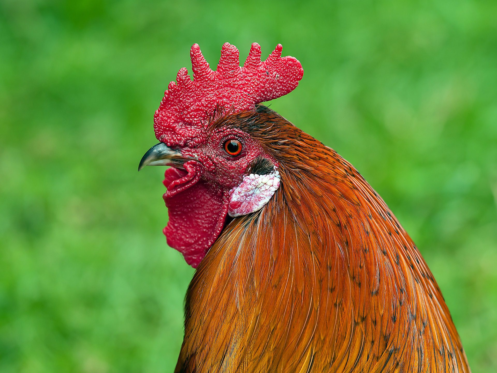 Prediction of the apparent metabolizable energy of soybean meal based on a rooster model