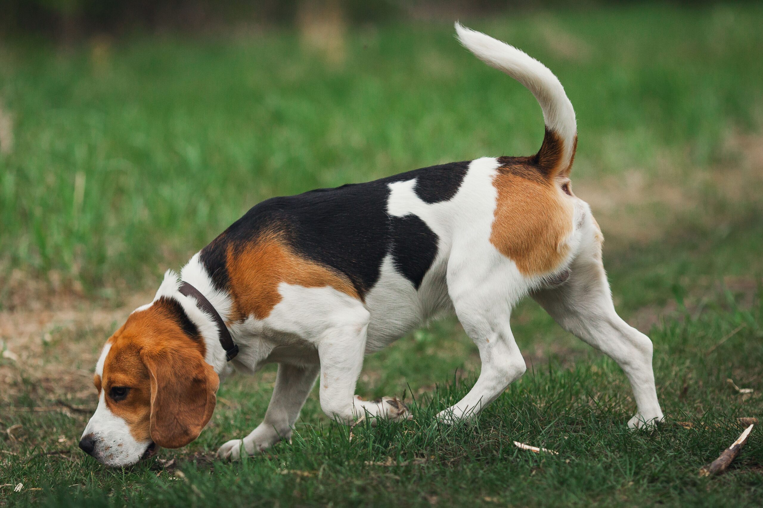 beagle, dog, canine, companion animal