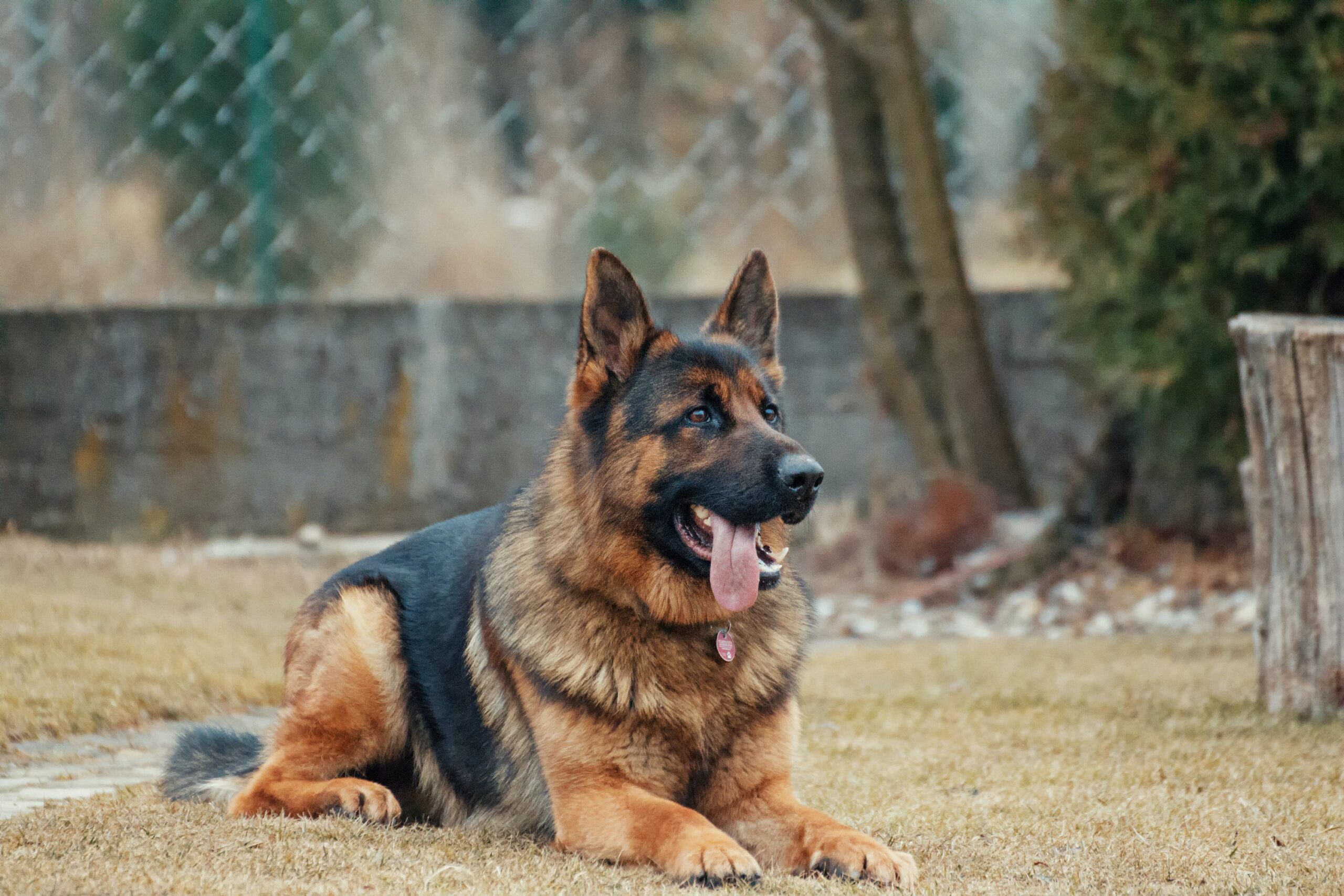 dog, canine, companion animal