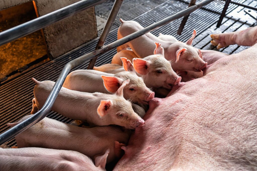 Soybean meal supports sow immune health, milk quality