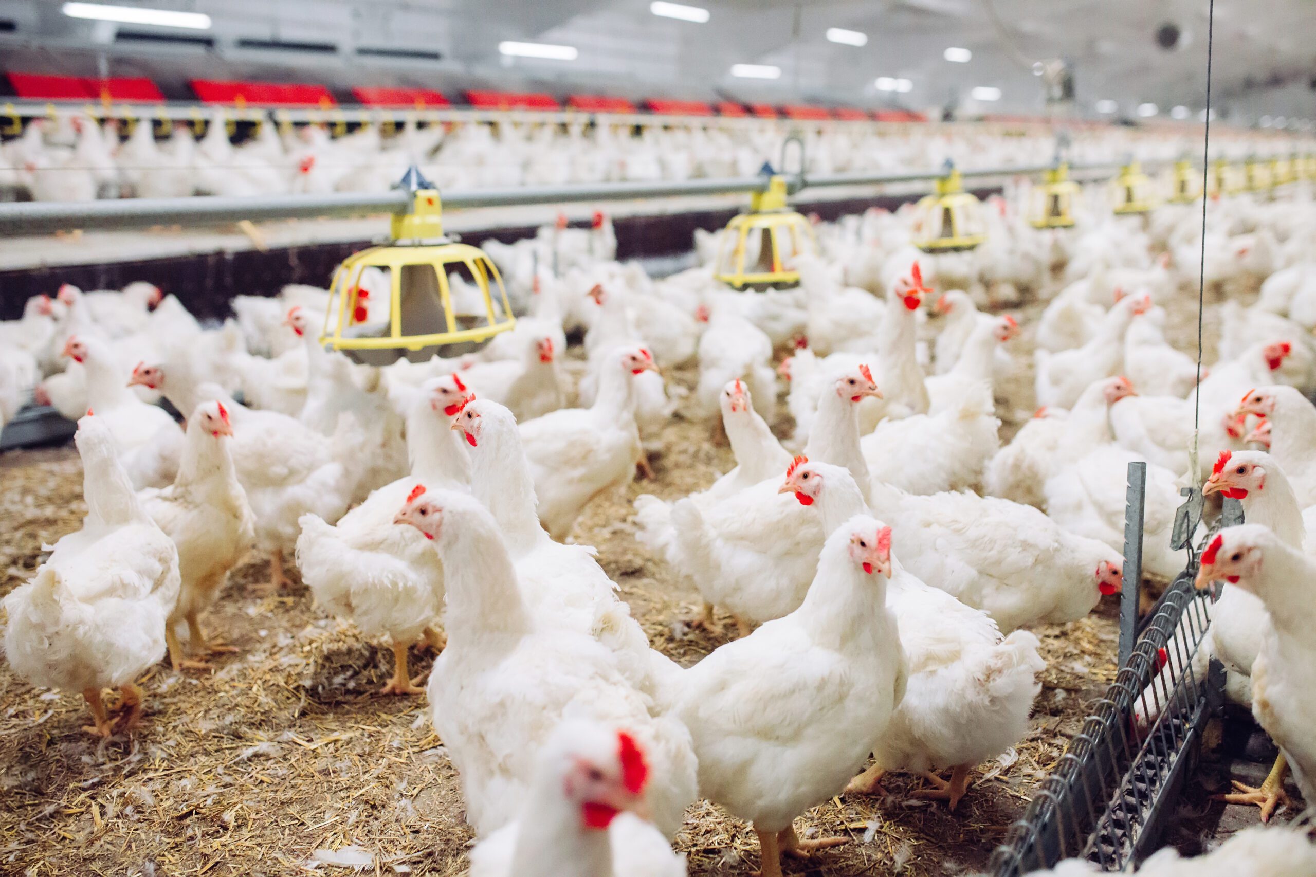 Effects of soybean meal processing conditions on growth performance and intestinal integrity in coccidia vaccinated broiler chickens