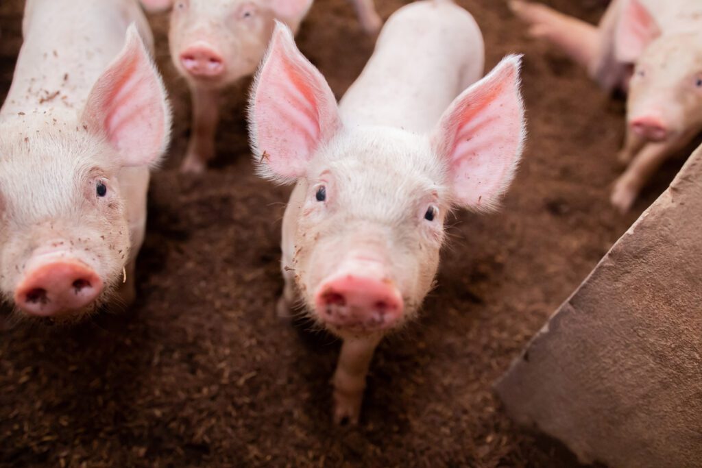 Wean-to-finish mortality continues to burden the industry