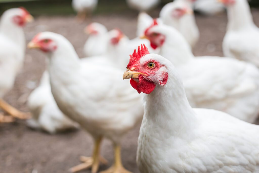Why origin matters for soybean meal in poultry diets