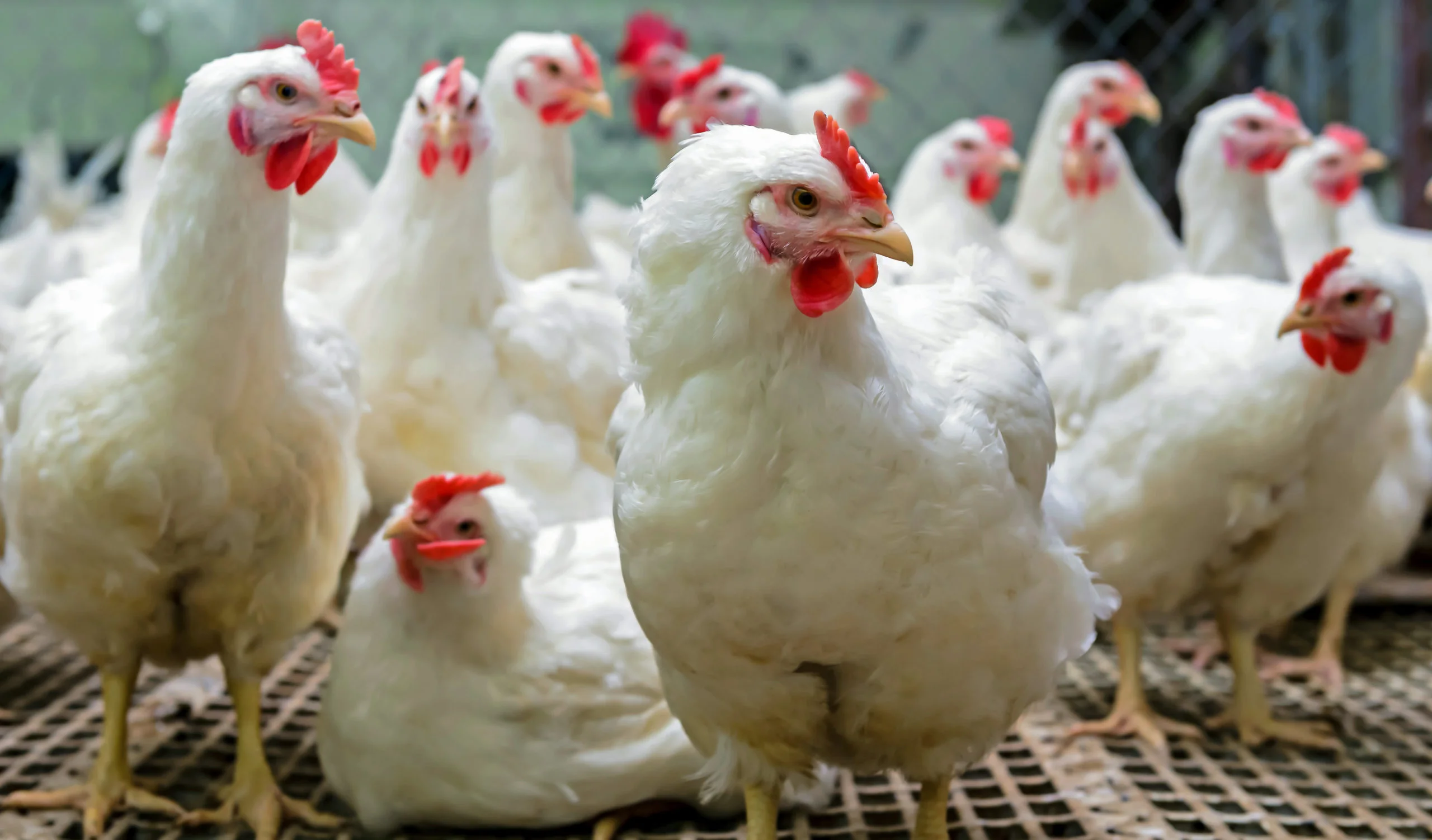 Assessment of soybean genotype amino acid and oil selection improvements on broiler performance