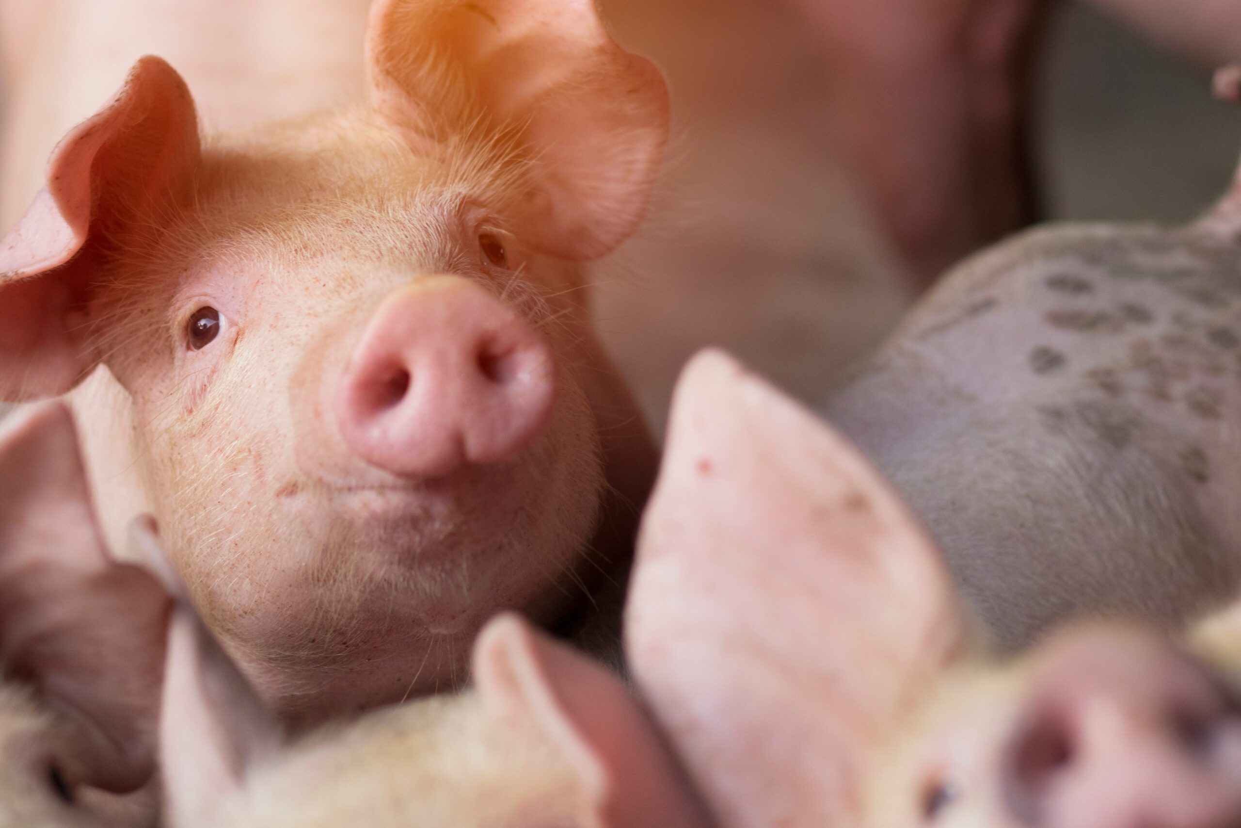 Effects of soybean meal and functional amino acids on growth performance of nursery pigs