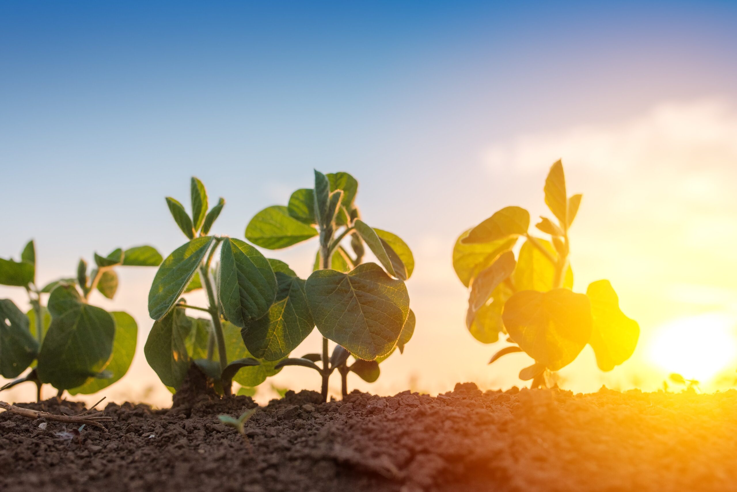 Prediction equations of energy and nutrient content and trypsin inhibitor activity in full-fat and solvent-extracted soybeans