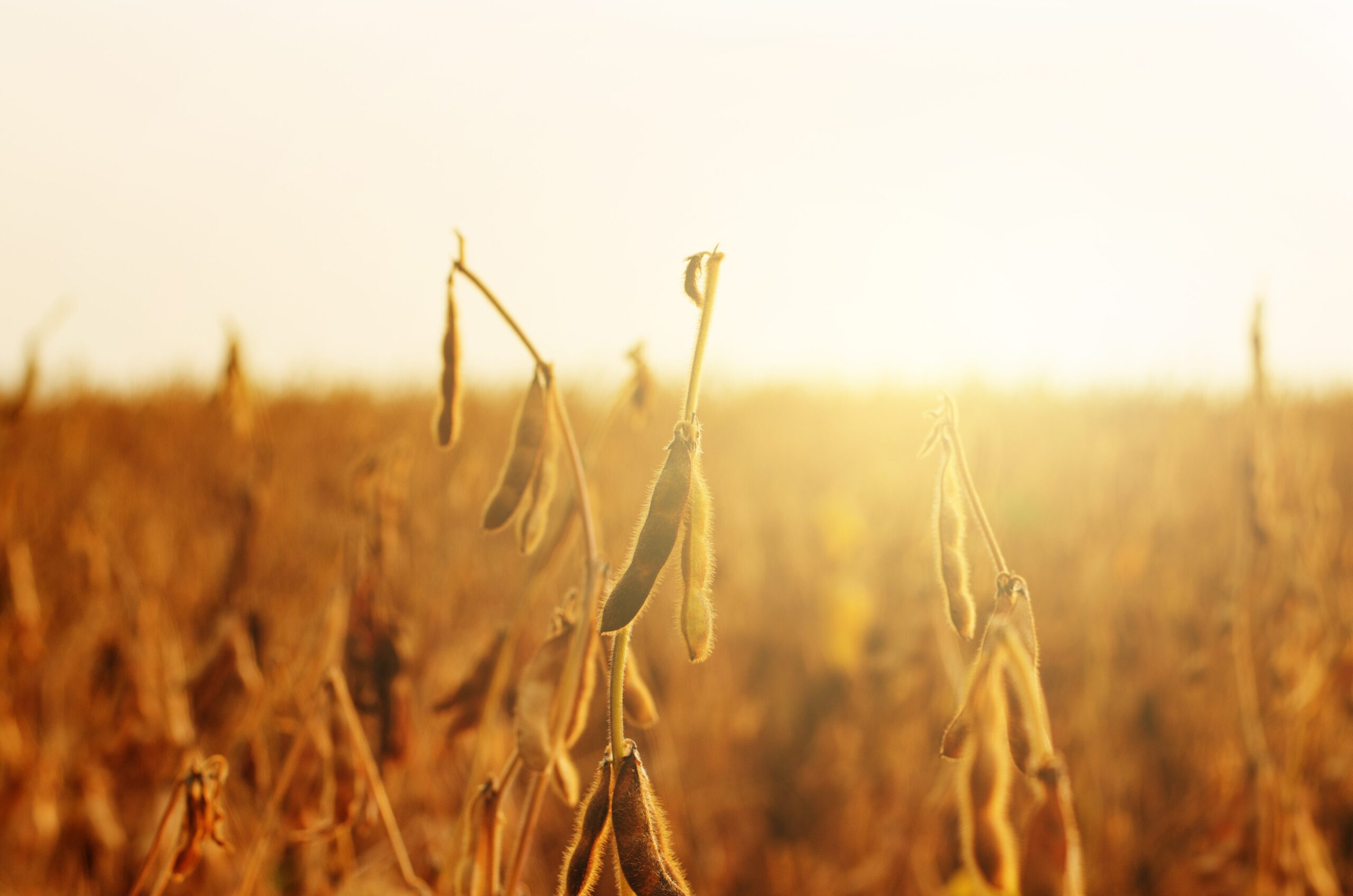 U.S. Soy Sustainability Assurance Protocol Introduction & Overview