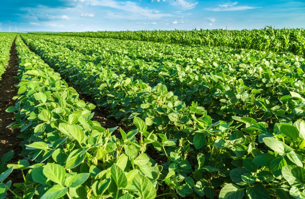 High oleic soybean demand likely to cause acreage shifts
