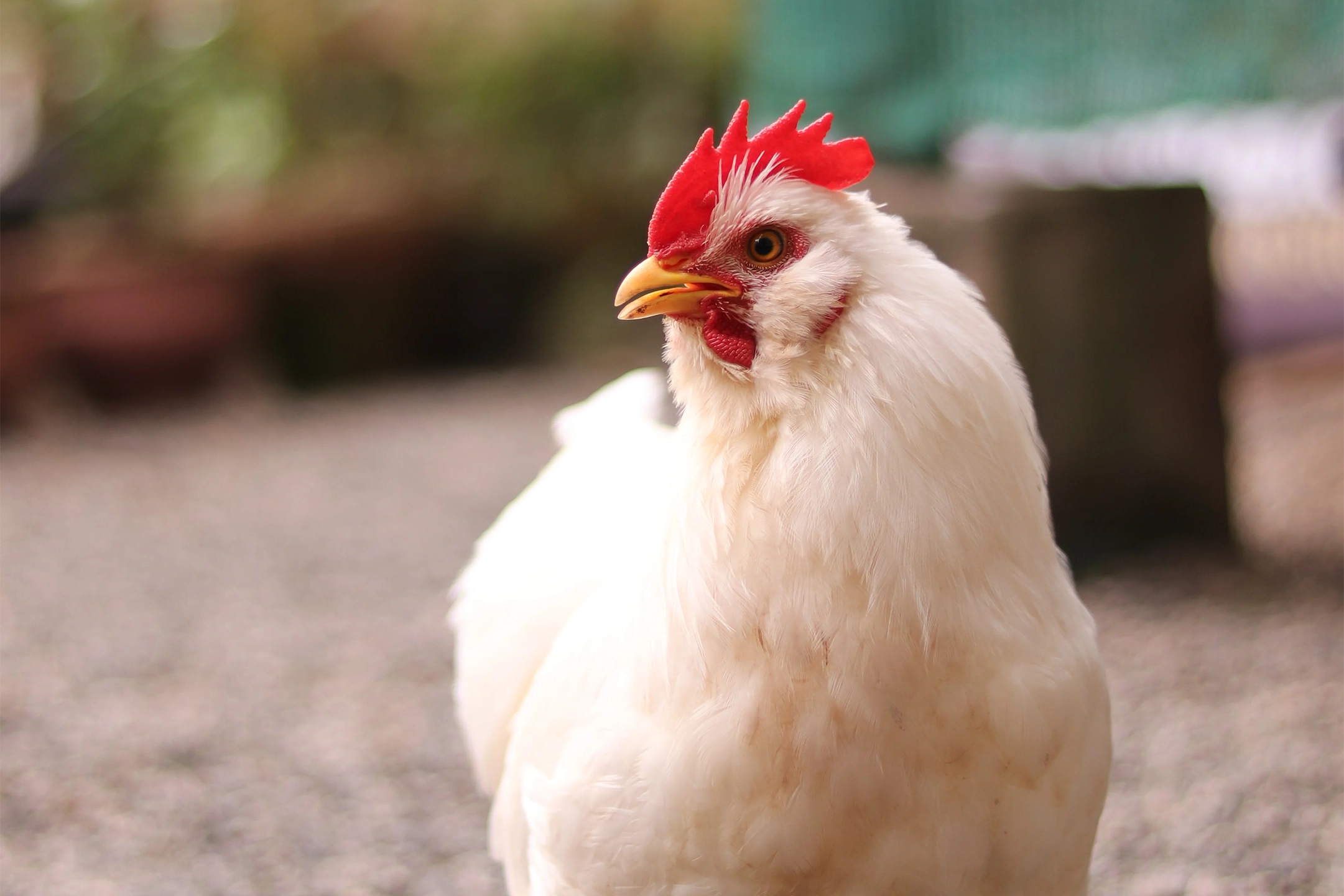 Productive energy (Arkansas Net Energy) value of diet and soybean meal for broilers as predicted by digestible nutrients