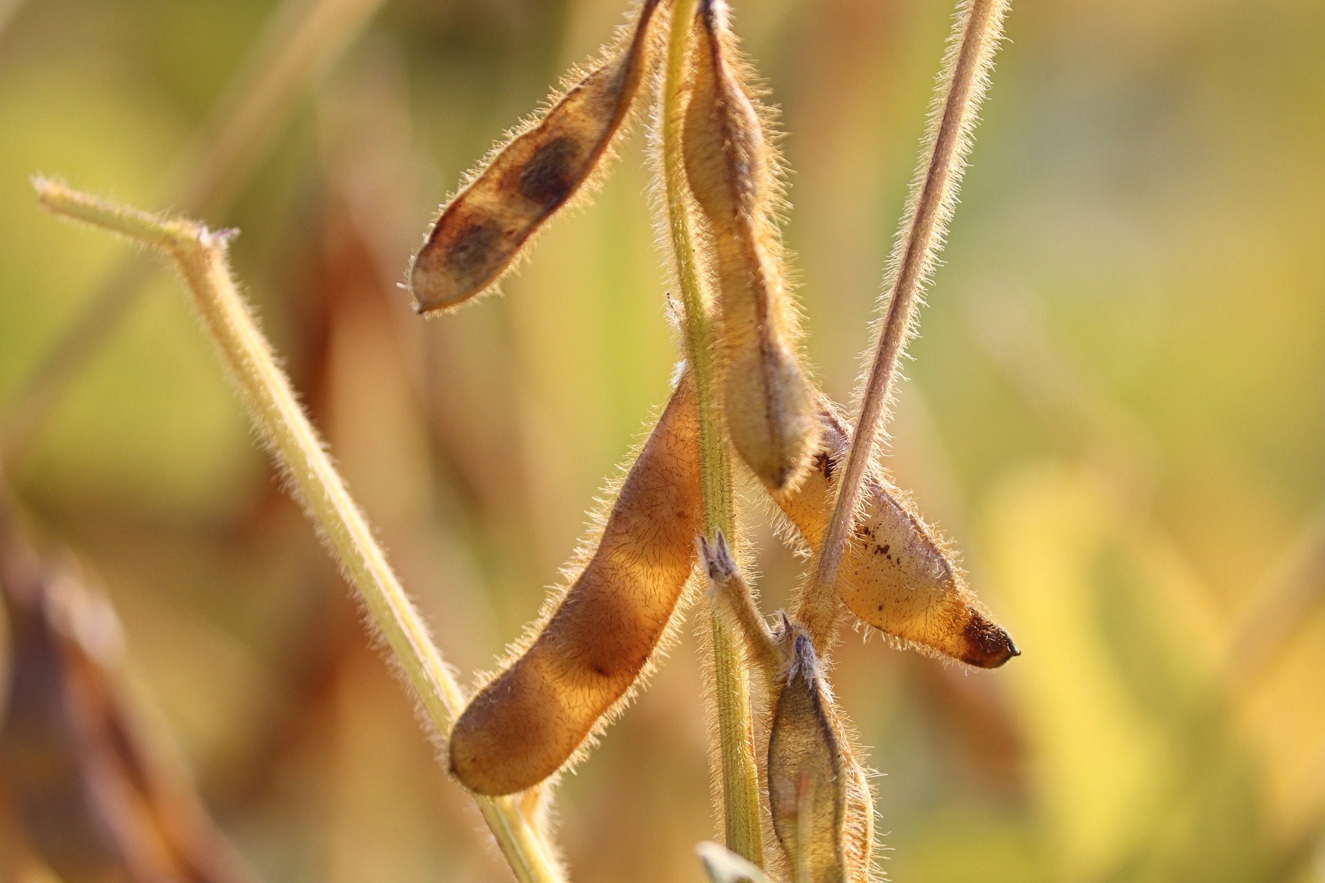 Soybeans – History and Future