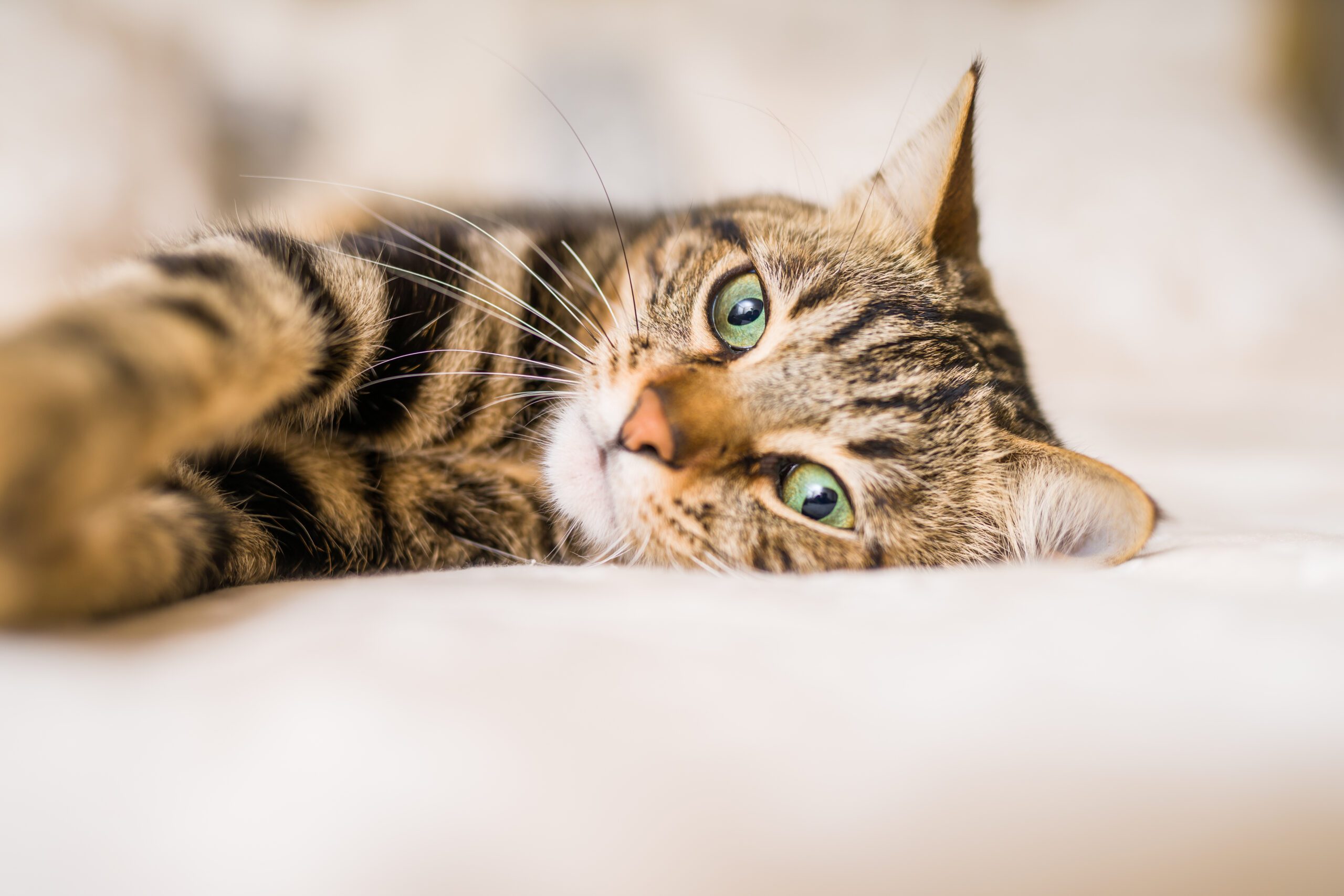 Extruded feline diets formulated with high inclusion of soybean hulls: effects on apparent total tract macronutrient digestibility, and fecal quality and metabolites