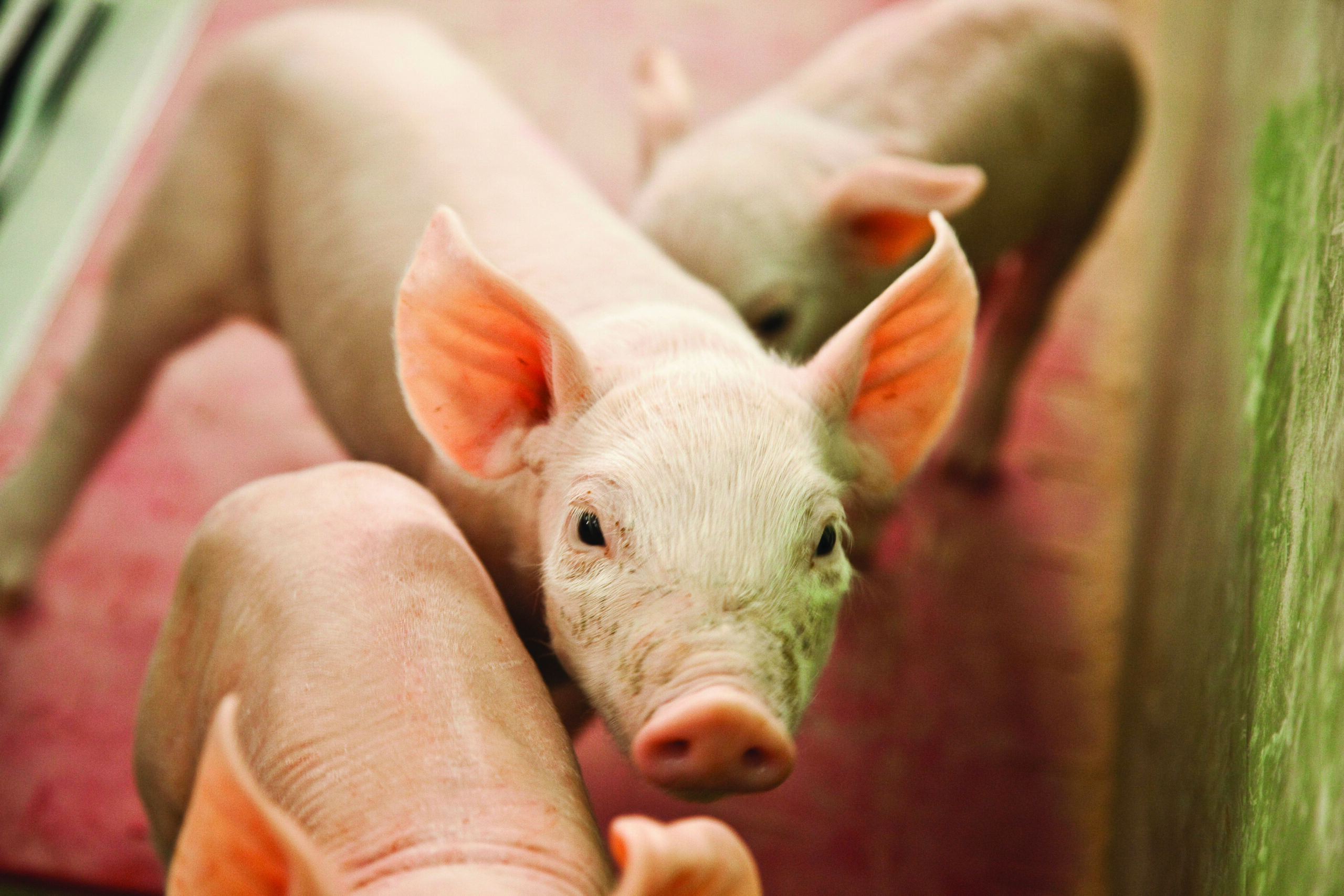 Technologies and practices to improve feed and nutrient utilization by pigs