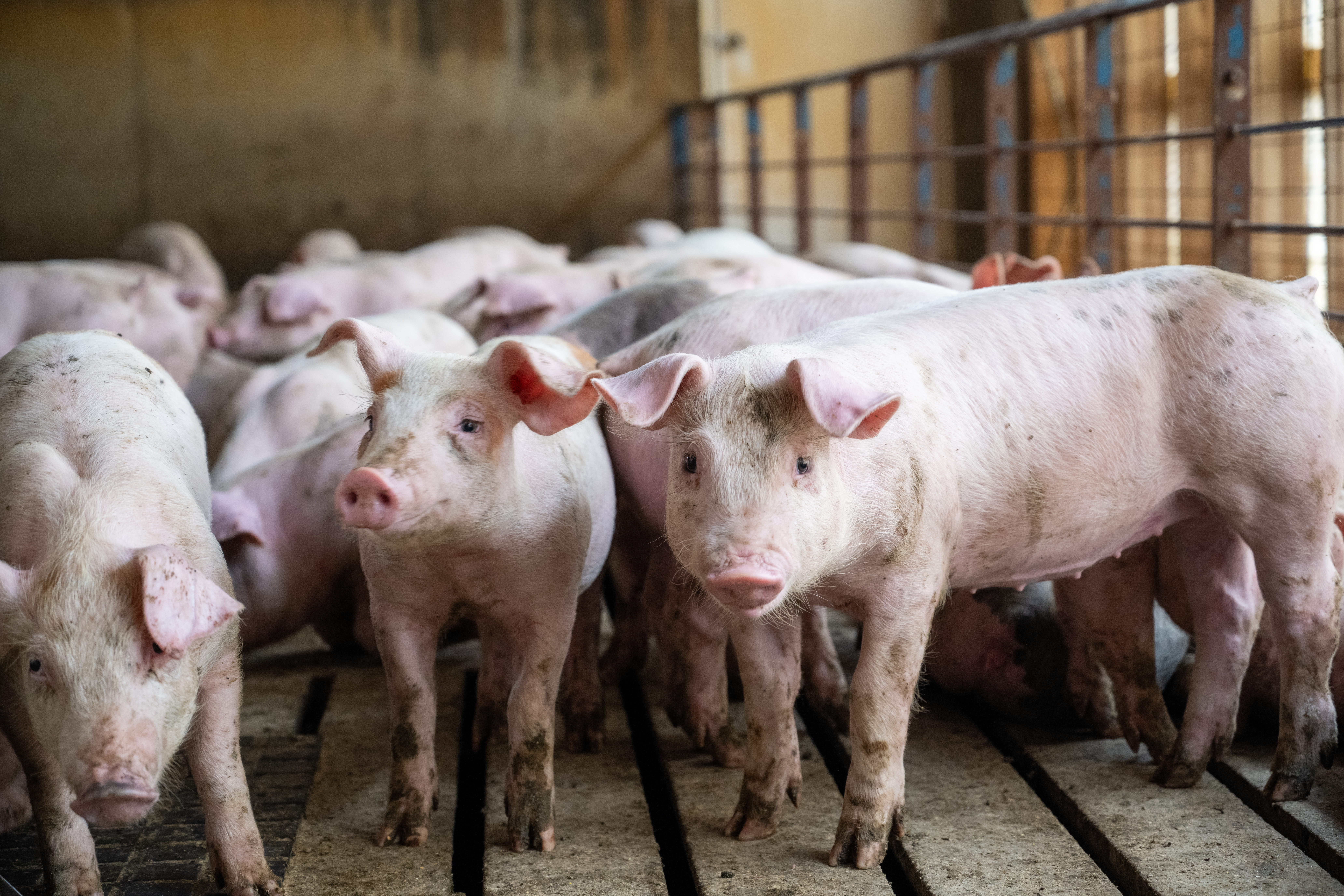 Growth performance of grow-finish pigs fed different levels of soybean meal in non-isocaloric diets with provisions of digestible amino acids above estimated requirements