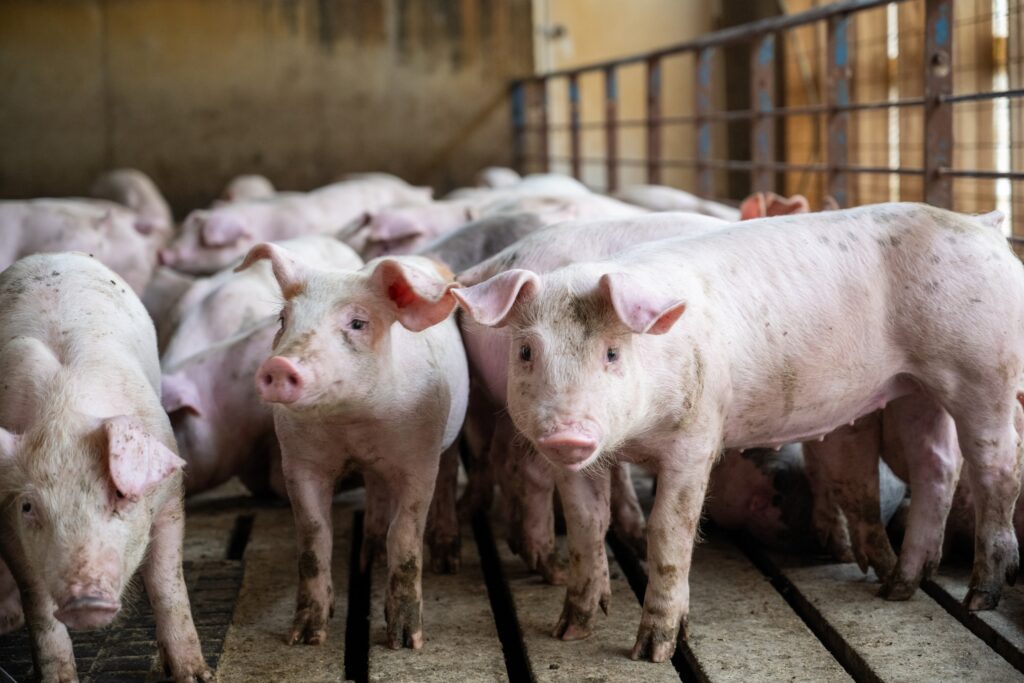 Net Energy Validation in Swine Diets
