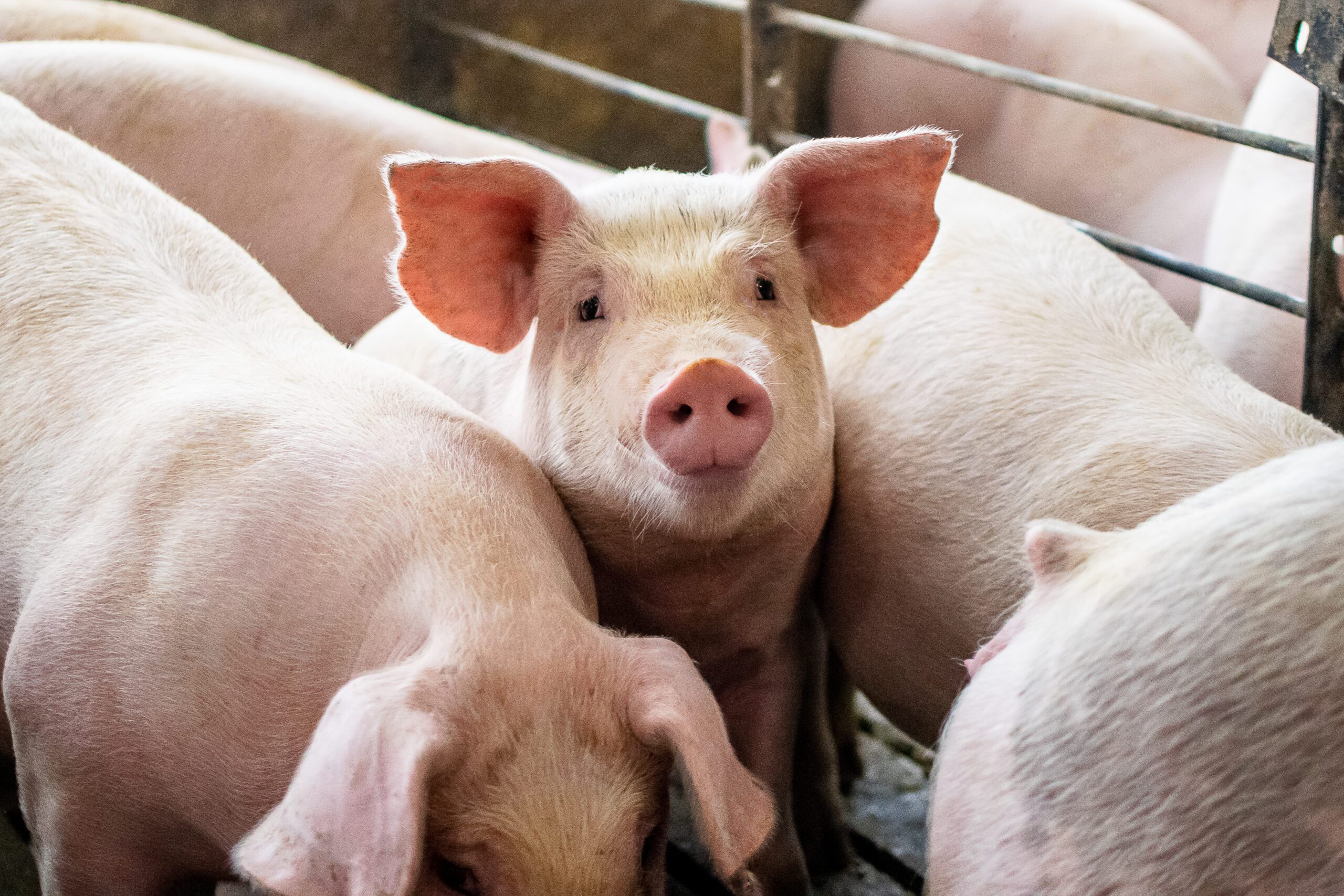 Pig growth is impaired by soybean meal displacement in the diet