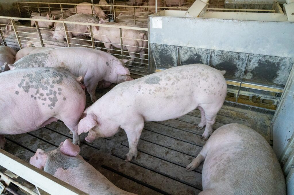 World Pork Expo: Soybean meal remains essential in early to late finishing diets
