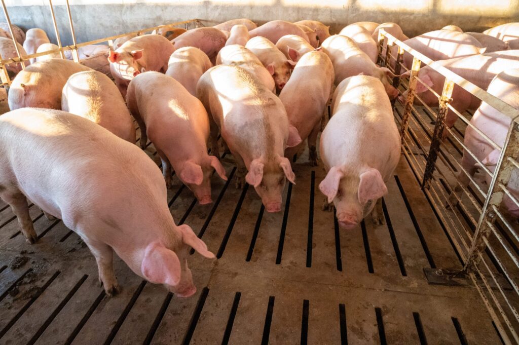 Lessons on the profit-robbing practice of “auto-pilot” ideal amino acid formulation for finishing pigs