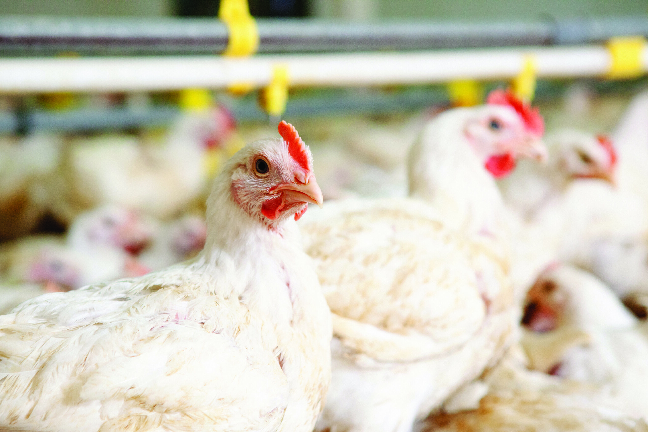 The effect of replacing solvent-extracted soybean meal with increasing levels of extra heat-treated extruded soybean meal on broilers from hatch to 42 days of age